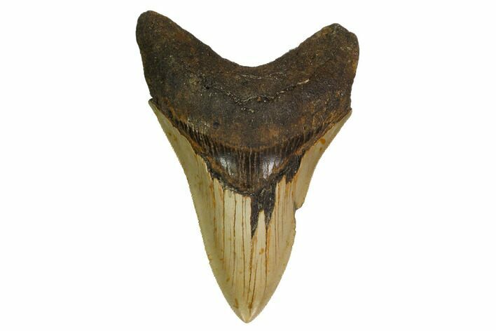 Serrated, Fossil Megalodon Tooth - North Carolina #164830